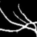 crop2